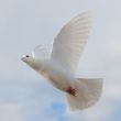 Dove